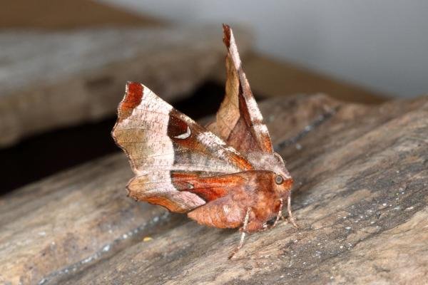 Purple Thorn (Selenia tetralunaria), adult. Ouston, 09-04-2017. Copyright Verna Atkinson.