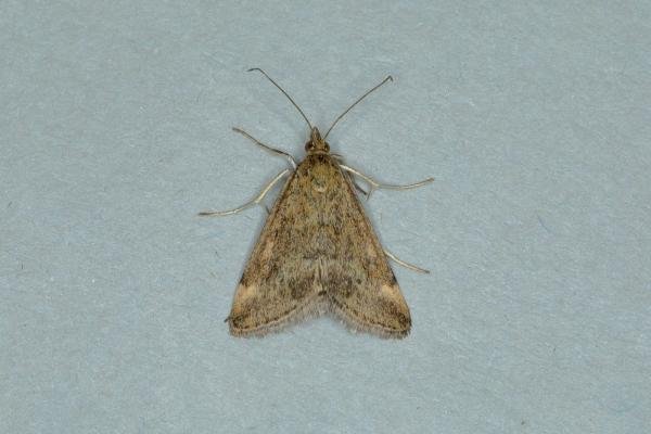 Pyrausta despicata, adult. Ouston, 17-07-2018. Copyright Verna Atkinson. Pyrausta despicata, adult. Ouston, 17-07-2018. Copyright Verna Atkinson.