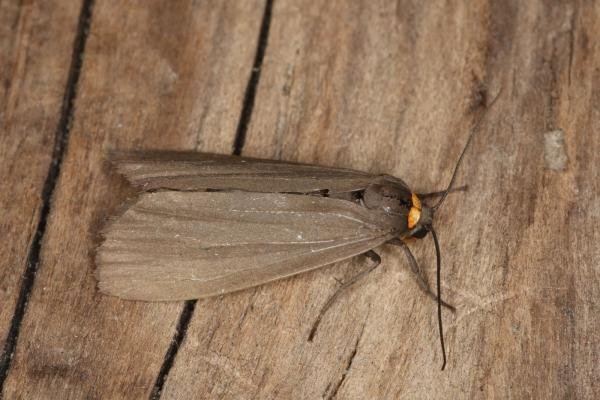 Red-necked Footman (Atolmis rubricollis), adult. Ouston, 10-07-2022. Copyright Verna Atkinson. Red-necked Footman (Atolmis rubricollis), adult. Ouston, 10-07-2022. Copyright Verna Atkinson.