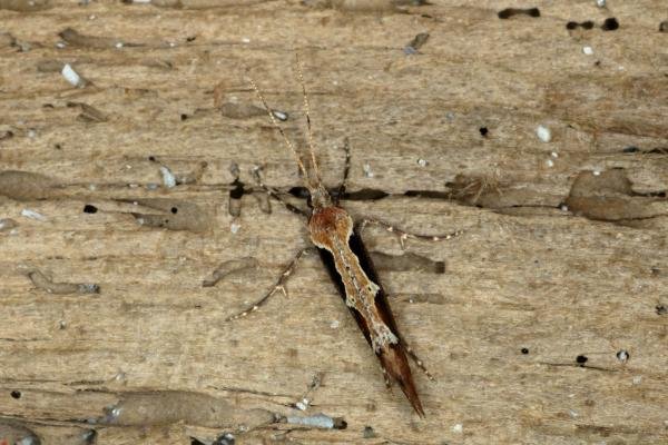 Rhigognostis incarnatella, adult. Ouston, 25-03-2020. Copyright Verna Atkinson.