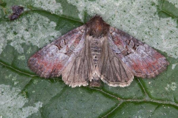 Rosy Minor (Litoligia literosa), adult. Ouston, 24-07-2021. Copyright Verna Atkinson. Rosy Minor (Litoligia literosa), adult. Ouston, 24-07-2021. Copyright Verna Atkinson.