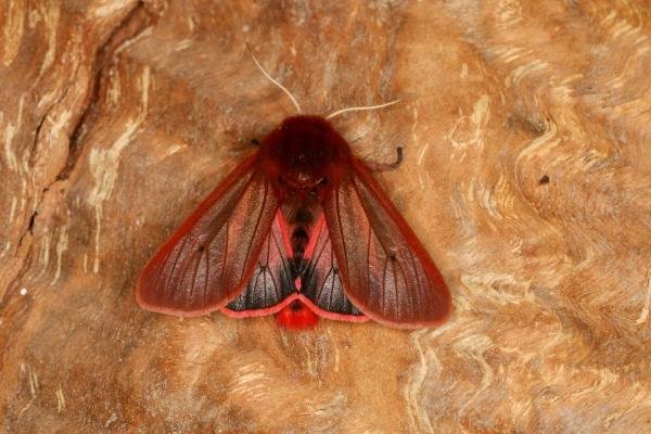 Ruby Tiger (Phragmatobia fuliginosa), adult. Ouston, 19-05-2022. Copyright Verna Atkinson. Ruby Tiger (Phragmatobia fuliginosa), adult. Ouston, 19-05-2022. Copyright Verna Atkinson.