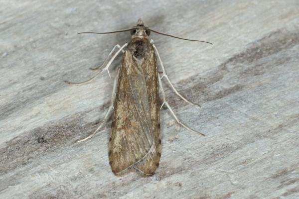 Rush Veneer (Nomophila noctuella), adult. Ouston, 13-09-2016. Copyright Verna Atkinson.