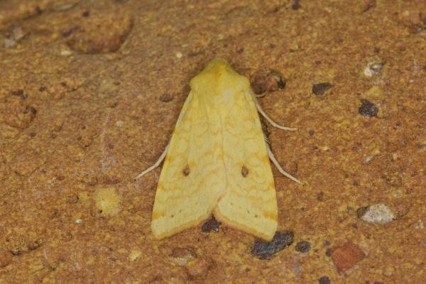 Sallow (Cirrhia icteritia), adult. Ouston, 13-08-2021. Copyright Verna Atkinson. Sallow (Cirrhia icteritia), adult. Ouston, 13-08-2021. Copyright Verna Atkinson.
