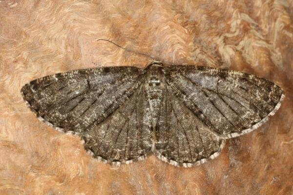 Satin Beauty (Deileptenia ribeata), adult. Castle Eden Dene, 12-07-2022. Copyright Verna Atkinson.