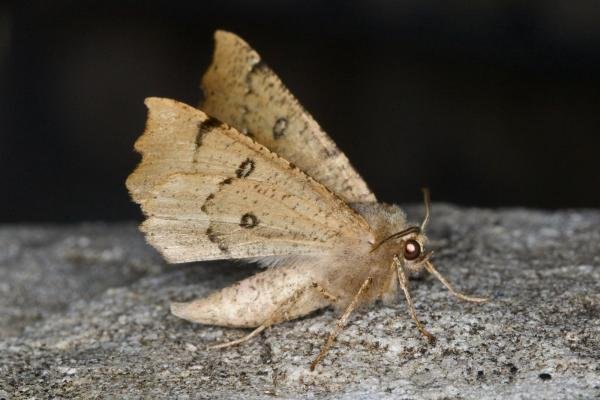 Scalloped Hazel (Odontopera bidentata), adult. Ouston, 07-06-2021. Copyright Verna Atkinson. Scalloped Hazel (Odontopera bidentata), adult. Ouston, 07-06-2021. Copyright Verna Atkinson.