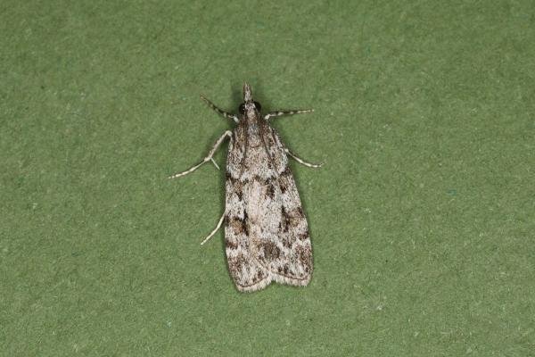 Scoparia ambigualis, adult. Ouston, 04-07-2023. Copyright Verna Atkinson. Scoparia ambigualis, adult. Ouston, 04-07-2023. Copyright Verna Atkinson.