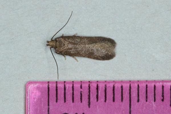 Scrobipalpa acuminatella, adult. Ouston, 29-05-2017. Copyright Verna Atkinson. Scrobipalpa acuminatella, adult. Ouston, 29-05-2017. Copyright Verna Atkinson.