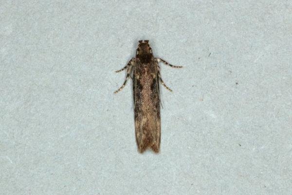 Scrobipalpa costella, adult. Ouston, 19-05-2019. Copyright Verna Atkinson. Scrobipalpa costella, adult. Ouston, 19-05-2019. Copyright Verna Atkinson.