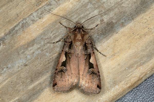 Setaceous Hebrew Character (Xestia c-nigrum), adult. Ouston, 28-05-2018. Copyright Verna Atkinson. Setaceous Hebrew Character (Xestia c-nigrum), adult. Ouston, 28-05-2018. Copyright Verna Atkinson.