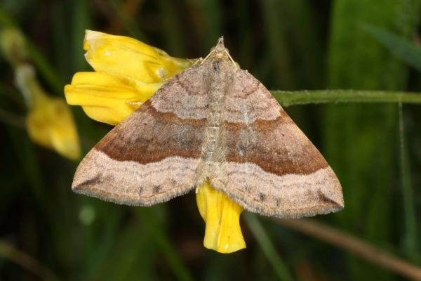 Shaded Broad-bar (Scotopteryx chenopodiata), adult. Fulwell Quarry, 10-07-2019. Copyright Verna Atkinson.