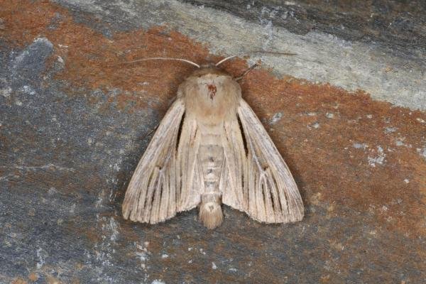 Shoulder-striped Wainscot (Leucania comma), adult. Ouston, 03-07-2023. Copyright Verna Atkinson.