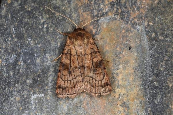 Six-striped Rustic (Xestia sexstrigata), adult. Ouston, 25-07-2023. Copyright Verna Atkinson. Six-striped Rustic (Xestia sexstrigata), adult. Ouston, 25-07-2023. Copyright Verna Atkinson.