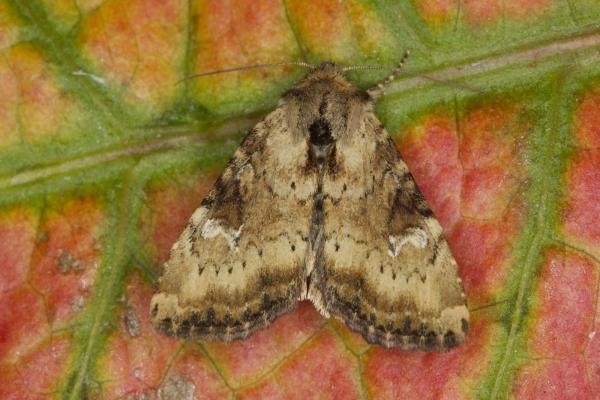 Slender Brindle (Apamea scolopacina), adult. Ouston, 30-07-2021. Copyright Verna Atkinson.