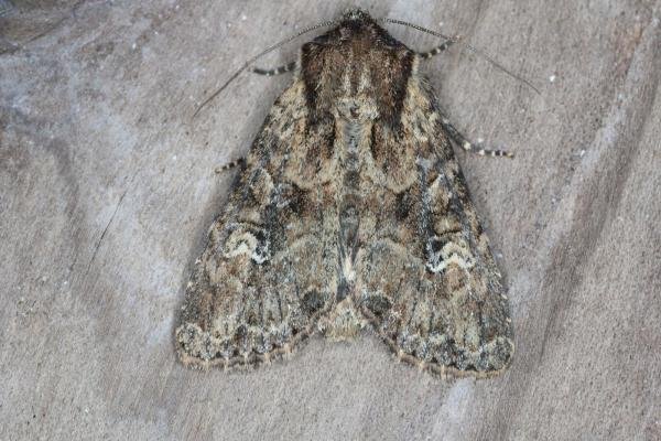 Small Clouded Brindle (Apamea unanimis), adult. Ouston, 10-06-2017. Copyright Verna Atkinson. Small Clouded Brindle (Apamea unanimis), adult. Ouston, 10-06-2017. Copyright Verna Atkinson.