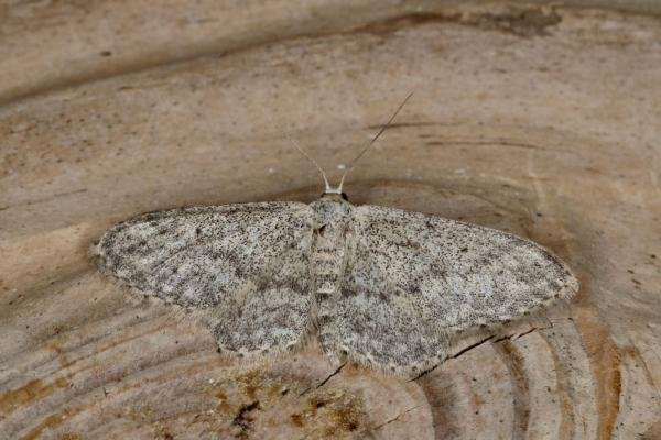 Small Dusty Wave (Idaea seriata), adult. Ouston, 13-07-2020. Copyright Verna Atkinson. Small Dusty Wave (Idaea seriata), adult. Ouston, 13-07-2020. Copyright Verna Atkinson.