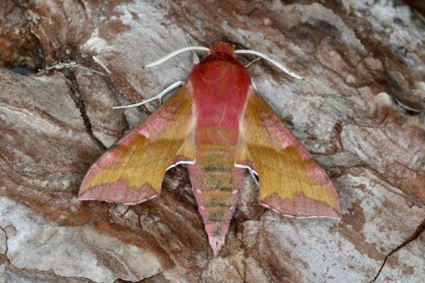 Small Elephant Hawk-moth (Deilephila porcellus), adult. Ouston, 25-05-2022. Copyright Verna Atkinson. Small Elephant Hawk-moth (Deilephila porcellus), adult. Ouston, 25-05-2022. Copyright Verna Atkinson.