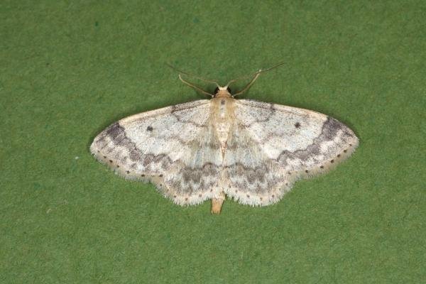 Small Fan-footed Wave (Idaea biselata), adult. Castle Eden Dene, 12-07-2022. Copyright Verna Atkinson. Small Fan-footed Wave (Idaea biselata), adult. Castle Eden Dene, 12-07-2022. Copyright Verna Atkinson.