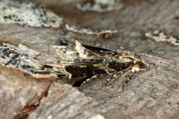 Small Phoenix (Ecliptopera silaceata), adult. Ouston, 16-05-2019. Copyright Verna Atkinson.