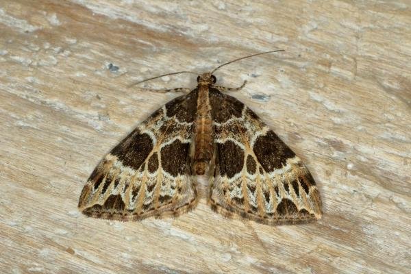 Small Phoenix (Ecliptopera silaceata), adult. Ouston, 08-05-2020. Copyright Verna Atkinson.