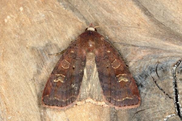 Small Square-spot (Diarsia rubi), adult. Ouston, 15-08-2019. Copyright Verna Atkinson. Small Square-spot (Diarsia rubi), adult. Ouston, 15-08-2019. Copyright Verna Atkinson.