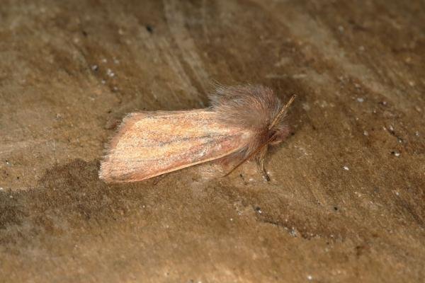 Small Wainscot (Denticucullus pygmina), adult. Ouston, 03-09-2018. Copyright Verna Atkinson. Small Wainscot (Denticucullus pygmina), adult. Ouston, 03-09-2018. Copyright Verna Atkinson.