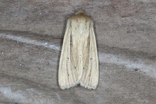 Smoky Wainscot (Mythimna impura), adult. Ouston, 25-07-2017. Copyright Verna Atkinson.