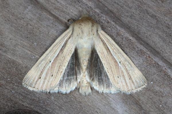Smoky Wainscot (Mythimna impura), adult. Ouston, 25-07-2017. Copyright Verna Atkinson. Smoky Wainscot (Mythimna impura), adult. Ouston, 25-07-2017. Copyright Verna Atkinson.