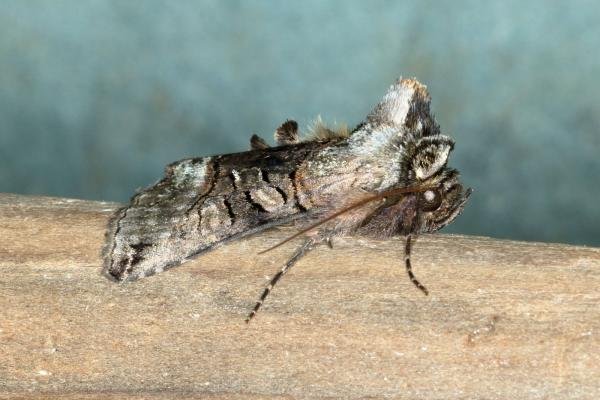 Spectacle (Abrostola tripartita), adult. Ouston, 20-05-2020. Copyright Verna Atkinson.