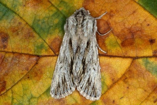 Sprawler (Asteroscopus sphinx), adult. Ouston, 19-10-2015. Copyright Verna Atkinson. Sprawler (Asteroscopus sphinx), adult. Ouston, 19-10-2015. Copyright Verna Atkinson.