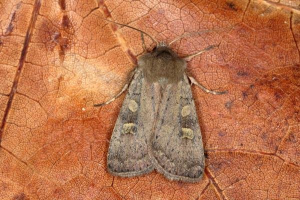 Square-spot Rustic (Xestia xanthographa), adult. Ouston, 18-08-2019. Copyright Verna Atkinson.