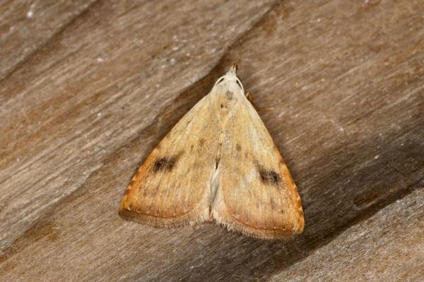 Straw Dot (Rivula sericealis), adult. Ouston, 03-07-2020. Copyright Verna Atkinson. Straw Dot (Rivula sericealis), adult. Ouston, 03-07-2020. Copyright Verna Atkinson.