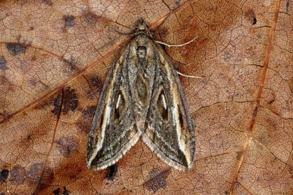 Streak (Chesias legatella), adult. Ouston, 02-11-2019. Copyright Verna Atkinson. Streak (Chesias legatella), adult. Ouston, 02-11-2019. Copyright Verna Atkinson.