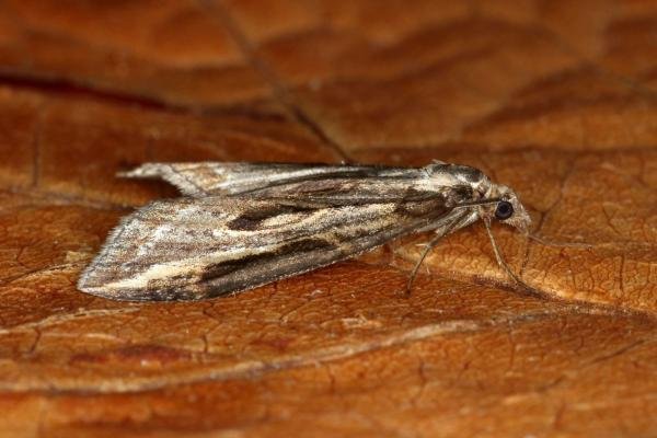 Streak (Chesias legatella), adult. Ouston, 25-10-2019. Copyright Verna Atkinson.