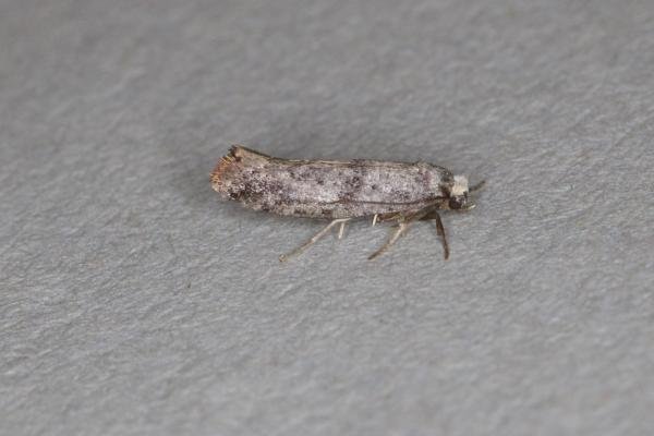 Swammerdamia pyrella, adult. Ouston, 19-07-2021. Copyright Verna Atkinson. Swammerdamia pyrella, adult. Ouston, 19-07-2021. Copyright Verna Atkinson.