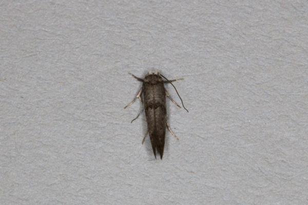 Swammerdamia pyrella, adult. Ouston, 19-07-2021. Copyright Verna Atkinson. Swammerdamia pyrella, adult. Ouston, 19-07-2021. Copyright Verna Atkinson.
