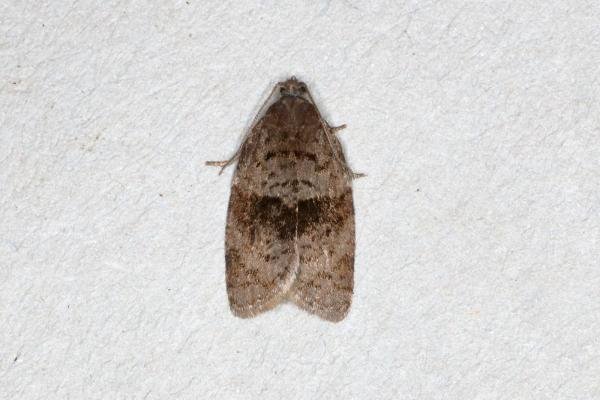 Syndemis musculana, adult. Ouston, 18-05-2020. Copyright Verna Atkinson.