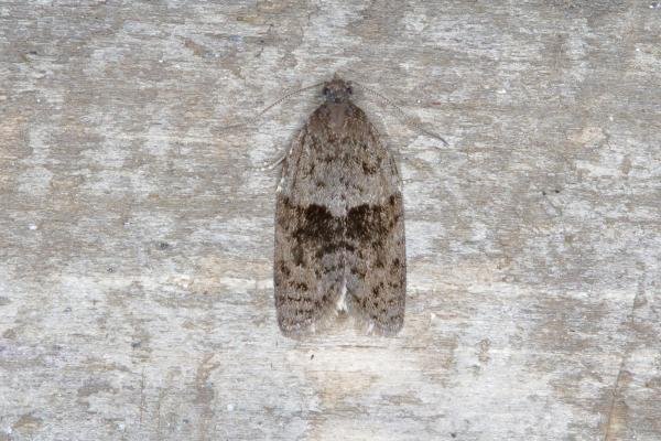 Syndemis musculana, adult. Ouston, 20-05-2018. Copyright Verna Atkinson.