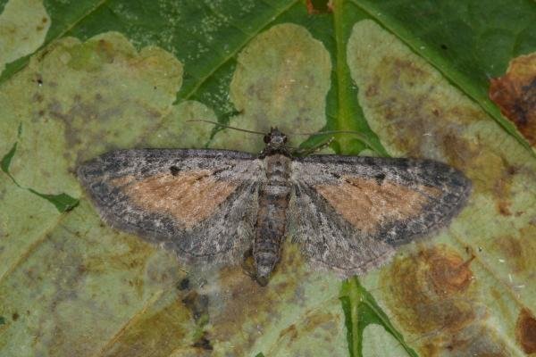 Tawny Speckled Pug (Eupithecia icterata), adult. Ouston, 24-07-2021. Copyright Verna Atkinson. Tawny Speckled Pug (Eupithecia icterata), adult. Ouston, 24-07-2021. Copyright Verna Atkinson.