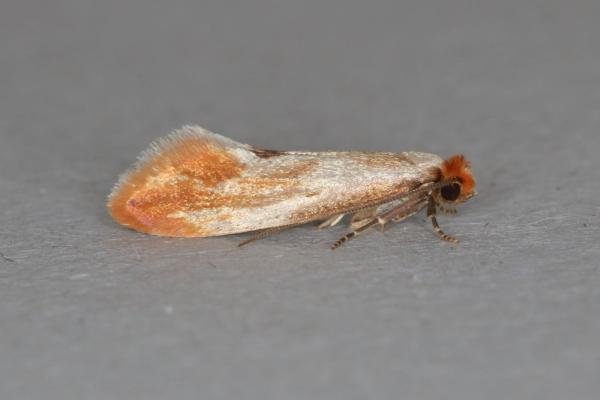 Tinea semifulvella, adult. Ouston, 06-07-2017. Copyright Verna Atkinson.