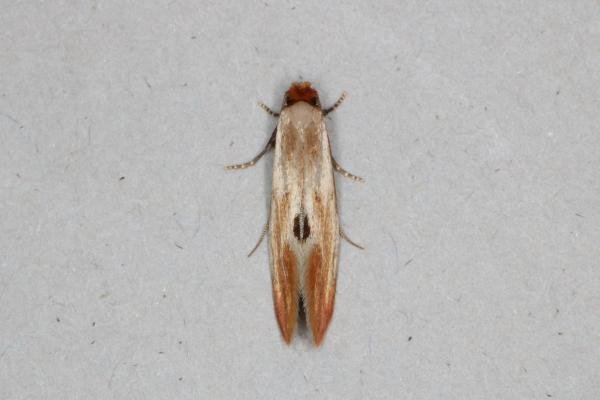 Tinea semifulvella, adult. Ouston, 06-07-2017. Copyright Verna Atkinson. Tinea semifulvella, adult. Ouston, 06-07-2017. Copyright Verna Atkinson.