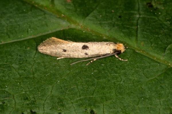 Tinea trinotella, adult. Ouston, 15-06-2016. Copyright Verna Atkinson. Tinea trinotella, adult. Ouston, 15-06-2016. Copyright Verna Atkinson.