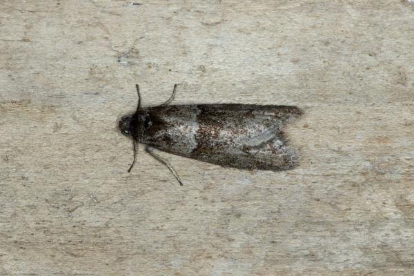 Tortricodes alternella, adult. Ouston, 12-01-2019. Copyright Verna Atkinson.