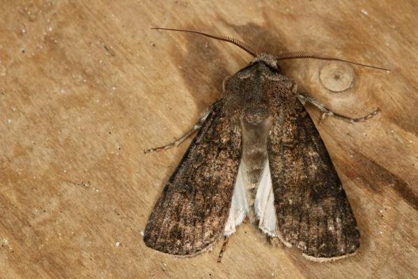 Turnip Moth (Agrotis segetum), adult. Ouston, 05-06-2022. Copyright Verna Atkinson. Turnip Moth (Agrotis segetum), adult. Ouston, 05-06-2022. Copyright Verna Atkinson.