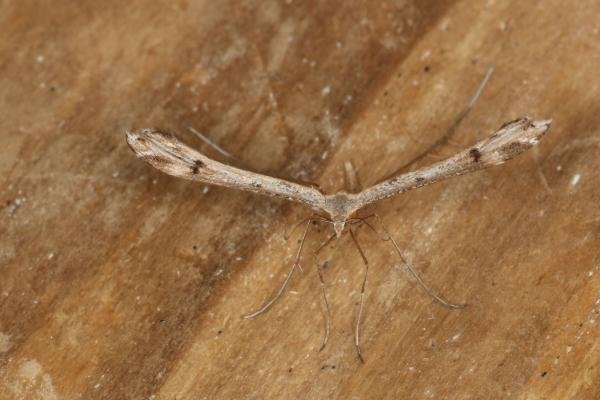 Twin-spot Plume (Stenoptilia bipunctidactyla), adult. Ouston, 27-06-2022. Copyright Verna Atkinson. Twin-spot Plume (Stenoptilia bipunctidactyla), adult. Ouston, 27-06-2022. Copyright Verna Atkinson.
