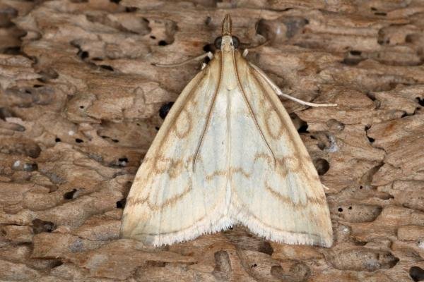 Udea lutealis, adult. Ouston, 16-07-2019. Copyright Verna Atkinson. Udea lutealis, adult. Ouston, 16-07-2019. Copyright Verna Atkinson.