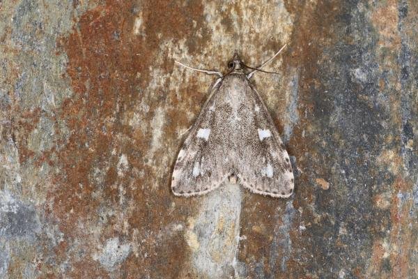Udea olivalis, adult. Ouston, 29-06-2023. Copyright Verna Atkinson. Udea olivalis, adult. Ouston, 29-06-2023. Copyright Verna Atkinson.