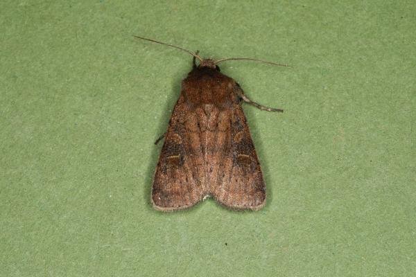 Uncertain/Rustic agg. (Hoplodrina octogenaria/blanda), adult. Ouston, 26-08-2023. Copyright Verna Atkinson. Uncertain/Rustic agg. (Hoplodrina octogenaria/blanda), adult. Ouston, 26-08-2023. Copyright Verna Atkinson.