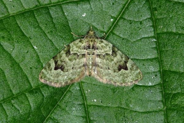 V-Pug (Chloroclystis v-ata), adult. Ouston, 30-05-2018. Copyright Verna Atkinson.