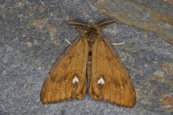 Vapourer (Orgyia antiqua), adult. Ouston, 25-09-2021. Copyright Verna Atkinson. Vapourer (Orgyia antiqua), adult. Ouston, 25-09-2021. Copyright Verna Atkinson.